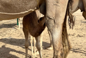 Ørkeneventyr i firehjulstrækker – ørkensafari i det tomme kvarter