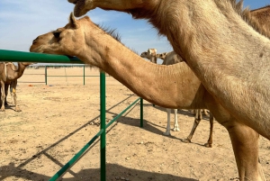 Ørkeneventyr i firehjulstrækker – ørkensafari i det tomme kvarter