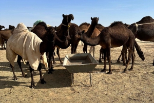 Ørkeneventyr i firehjulstrækker – ørkensafari i det tomme kvarter