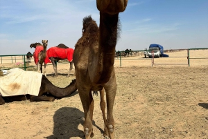 Ørkeneventyr i firehjulstrækker – ørkensafari i det tomme kvarter