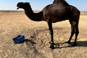 Ørkeneventyr i firehjulstrækker – ørkensafari i det tomme kvarter