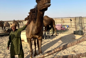 Ørkeneventyr i firehjulstrækker – ørkensafari i det tomme kvarter