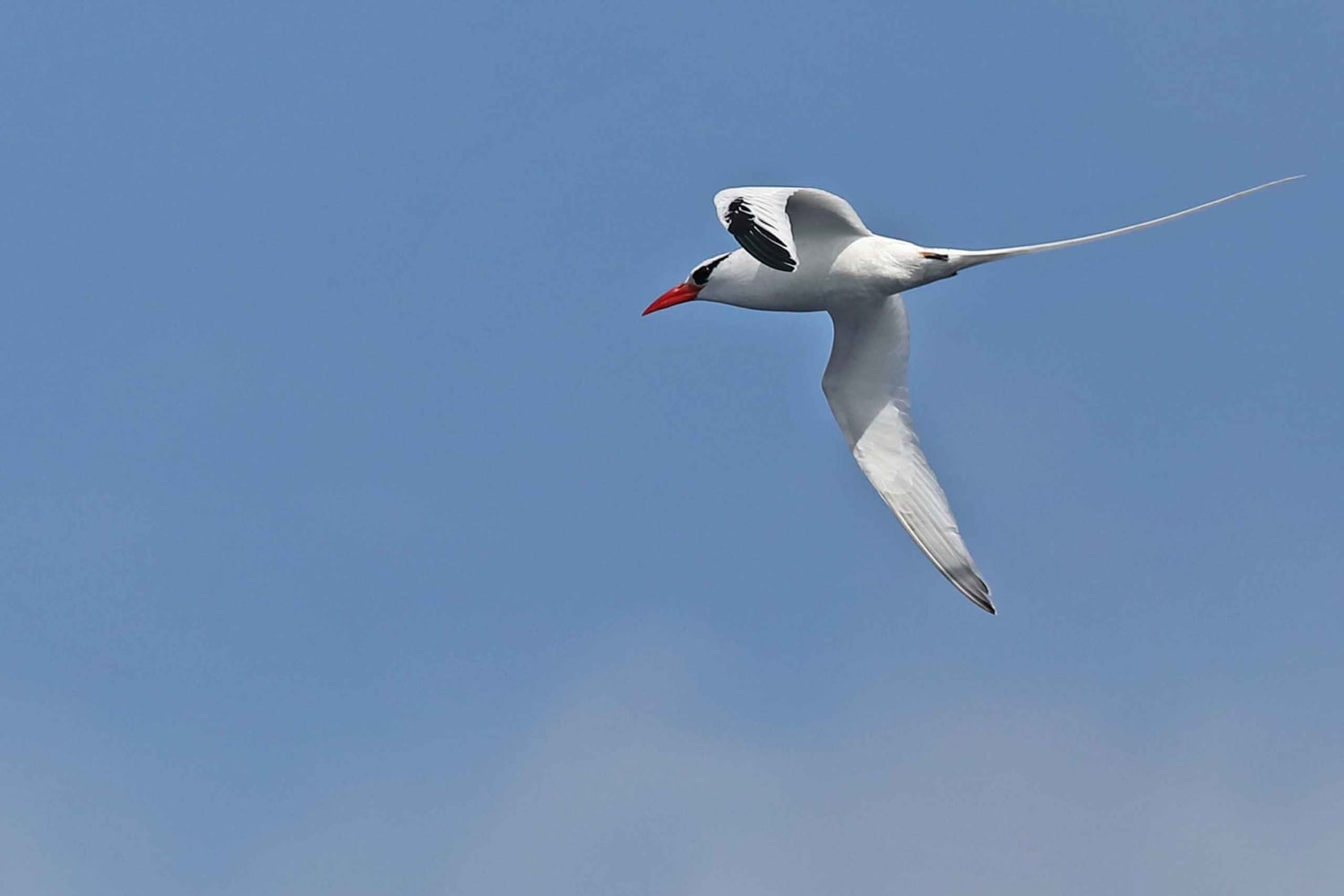 vogels spotten en snorkelen op al fahal island