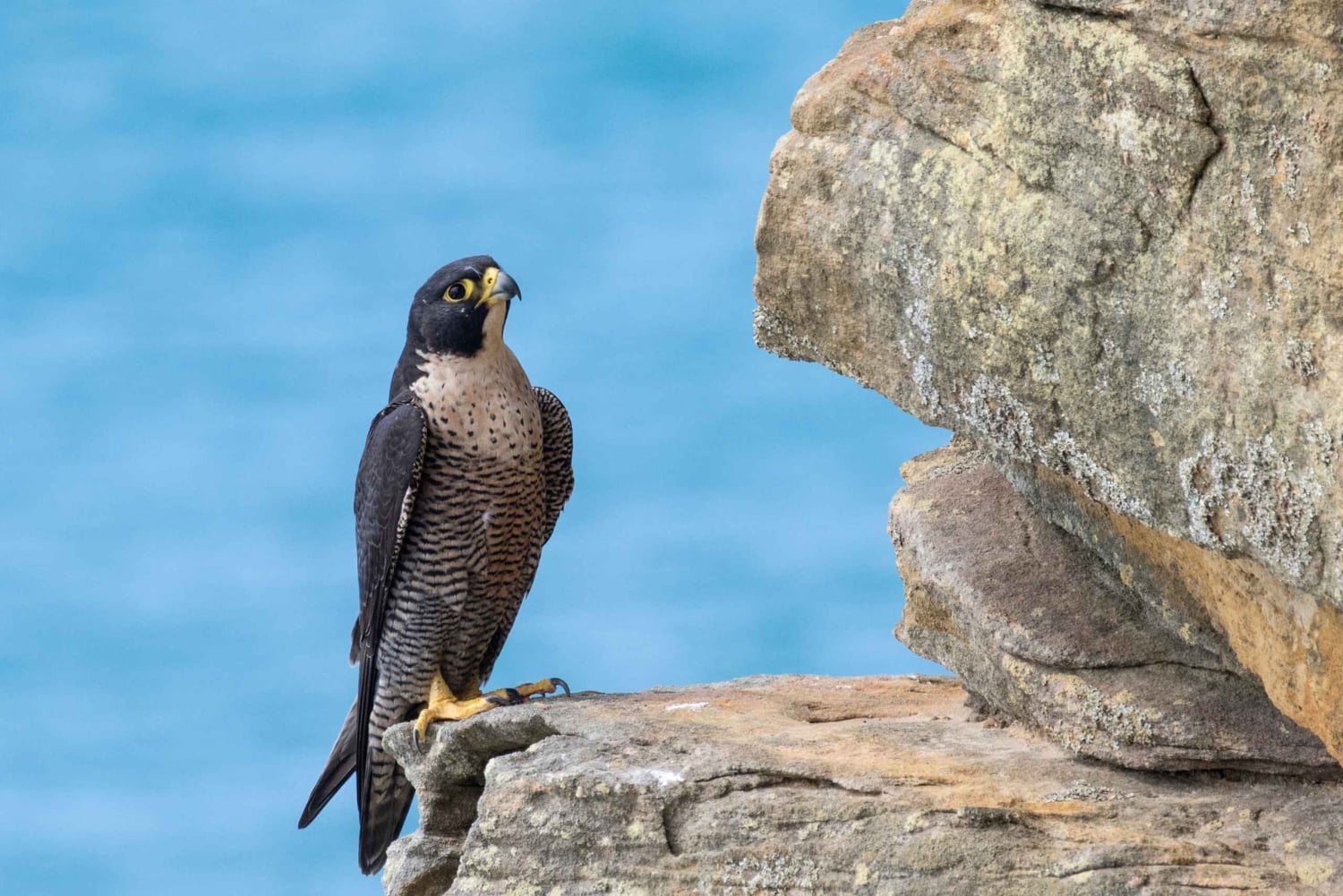 vogels spotten en snorkelen op al fahal island