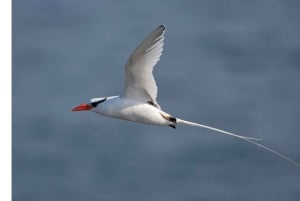 Vogelbeobachtung und Schnorchelabenteuer auf Al Fahal Island
