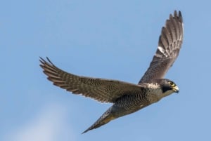 Vogelbeobachtung und Schnorchelabenteuer auf Al Fahal Island