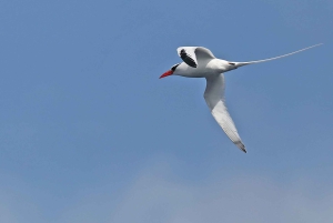 vogels spotten en snorkelen op al fahal island