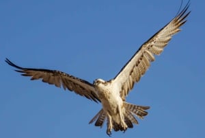 vogels spotten en snorkelen op al fahal island