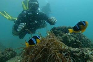 avventura subacquea sull'isola di al fahal