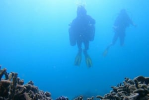al fahal island scuba diving adventure
