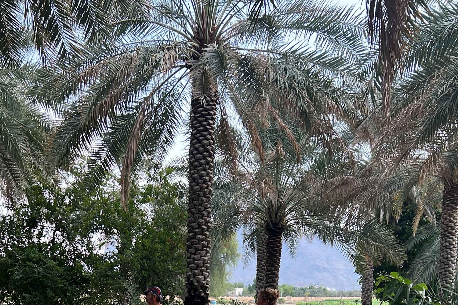 Al Hamra: Guided Cycling Tour with Local Irrigation System