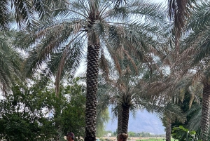 Al Hamra: Guided Cycling Tour with Local Irrigation System