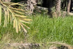 Al Hamra: Guided Cycling Tour with Local Irrigation System