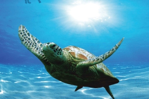 رحلة بندر الخيران: جولة جماعية مع الغطس