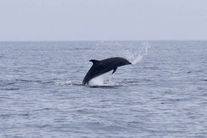 Mascate : croisière en boutre omanais et plongée avec tuba