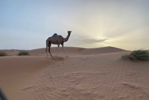 De Mascate: pôr do sol nas areias de Wahiba com jantar no acampamento do deserto