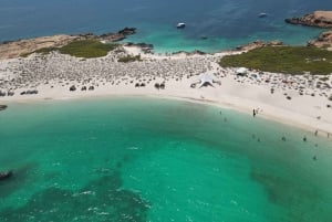 Daymaniat Islands Snorkeling Trip