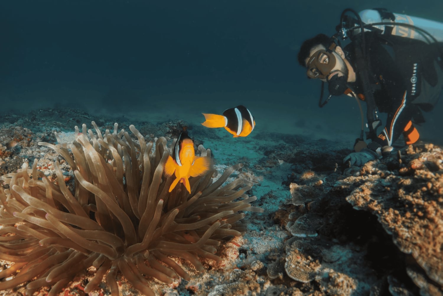 رحلة الغوص في الديمانيات