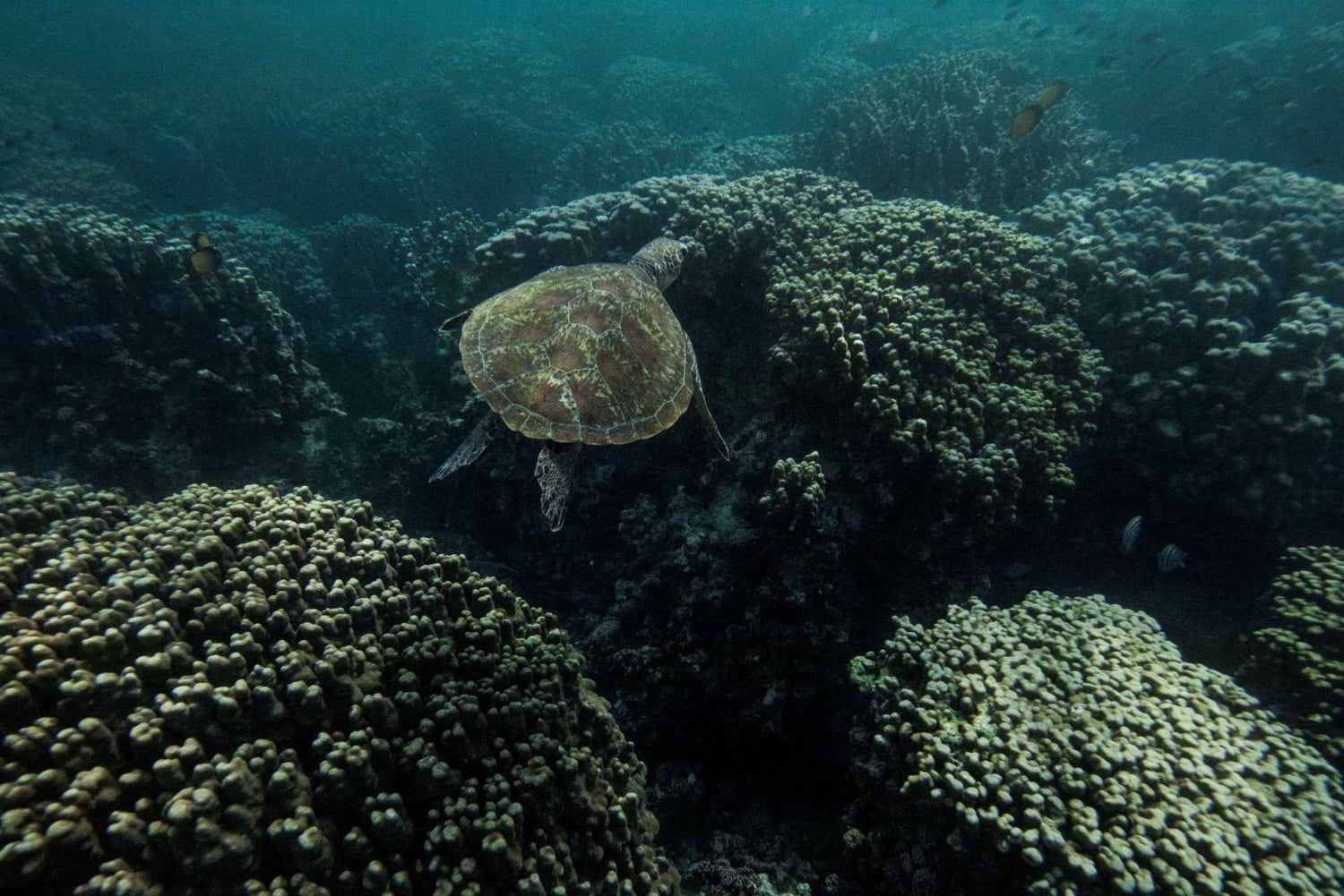 رحلة الغوص في الديمانيات