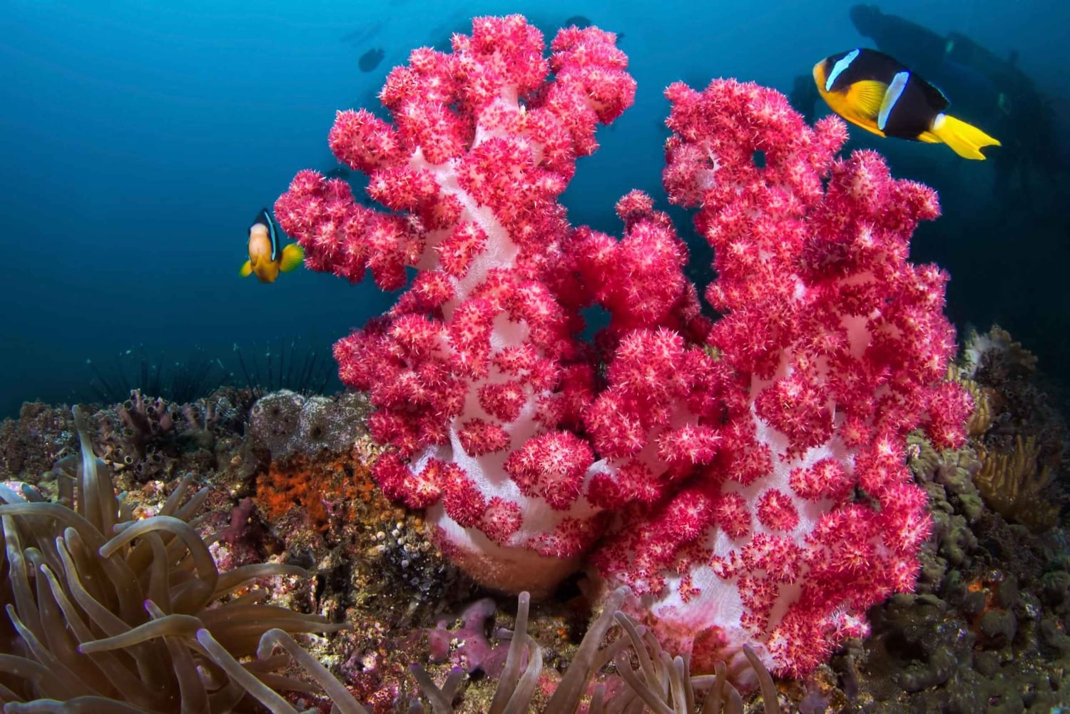 رحلة الغوص في الديمانيات