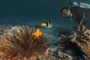 رحلة الغوص في الديمانيات