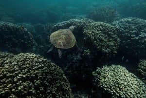 رحلة الغوص في الديمانيات