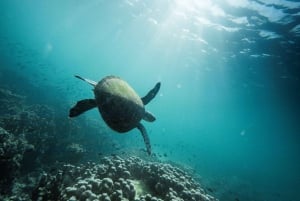 رحلة الغوص في الديمانيات