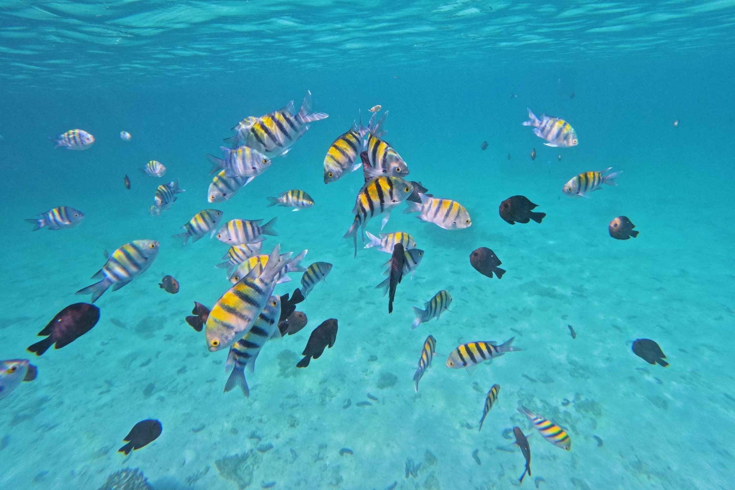 Snorkeling alle isole Daymaniyat con GoPro