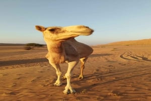 Vanuit Muscat: Woestijn & Oase. Privétour