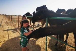 جولة صحراوية ليلية 1 جولة صحراوية 1 زيارة صلالة