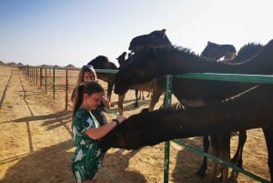 Tour della città di Salalah