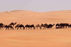 Salalah: Ørkensafari ved solnedgang i Empty Quarter