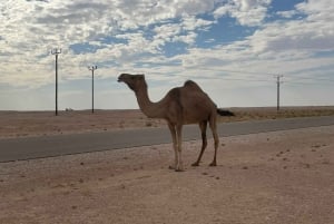 Safári no deserto