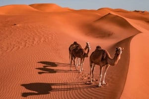 Ørken til oase-tur : Wahiba Sands til Wadi Bani Khalid