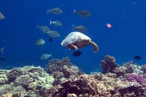 Dimaniyat Eiland Tour met Snorkelen