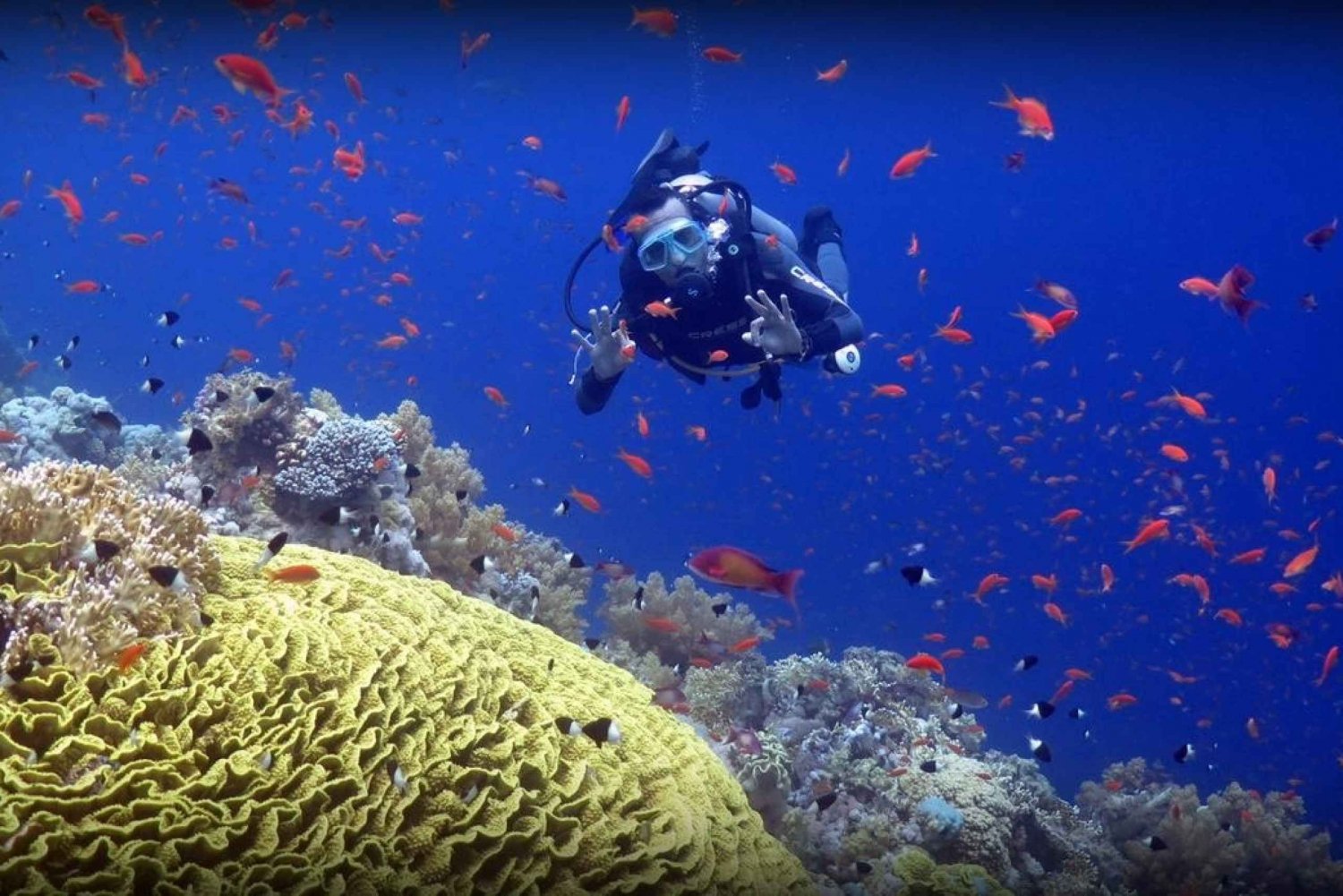 Dimaniyat Islands: Dive Trip with Guide and Lunch