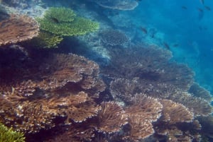 Dykning på Dimaniyatöarna