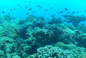 Dykning på Dimaniyatöarna