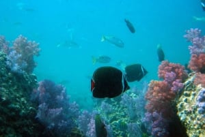Dimaniyat Islands Scuba Diving Trip