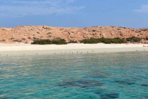 diymaniyat Plongée en apnée (nage avec des requins baleines ou des tortues)