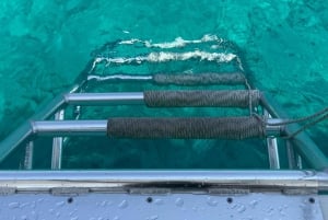 diymaniyat Plongée en apnée (nage avec des requins baleines ou des tortues)