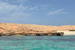 diymaniyat Plongée en apnée (nage avec des requins baleines ou des tortues)