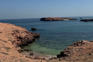 diymaniyat Plongée en apnée (nage avec des requins baleines ou des tortues)