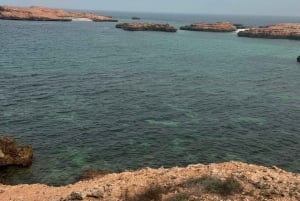 diymaniyat Plongée en apnée (nage avec des requins baleines ou des tortues)