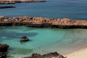 diymaniyat Plongée en apnée (nage avec des requins baleines ou des tortues)