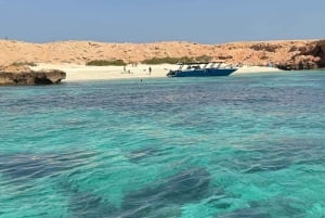 diymaniyat Plongée en apnée (nage avec des requins baleines ou des tortues)