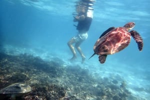 Passeio de meio dia com snorkel nas Ilhas Dimaniyat