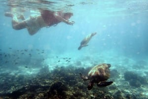 Dimaniyat-saarten snorklauskierros iltapäivällä