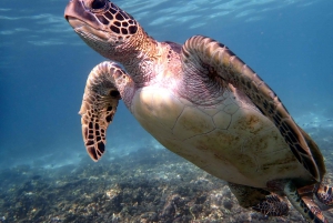 Viagem de snorkeling às Ilhas Dimaniyat