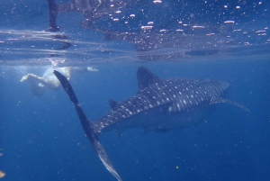 Viagem de snorkeling às Ilhas Dimaniyat